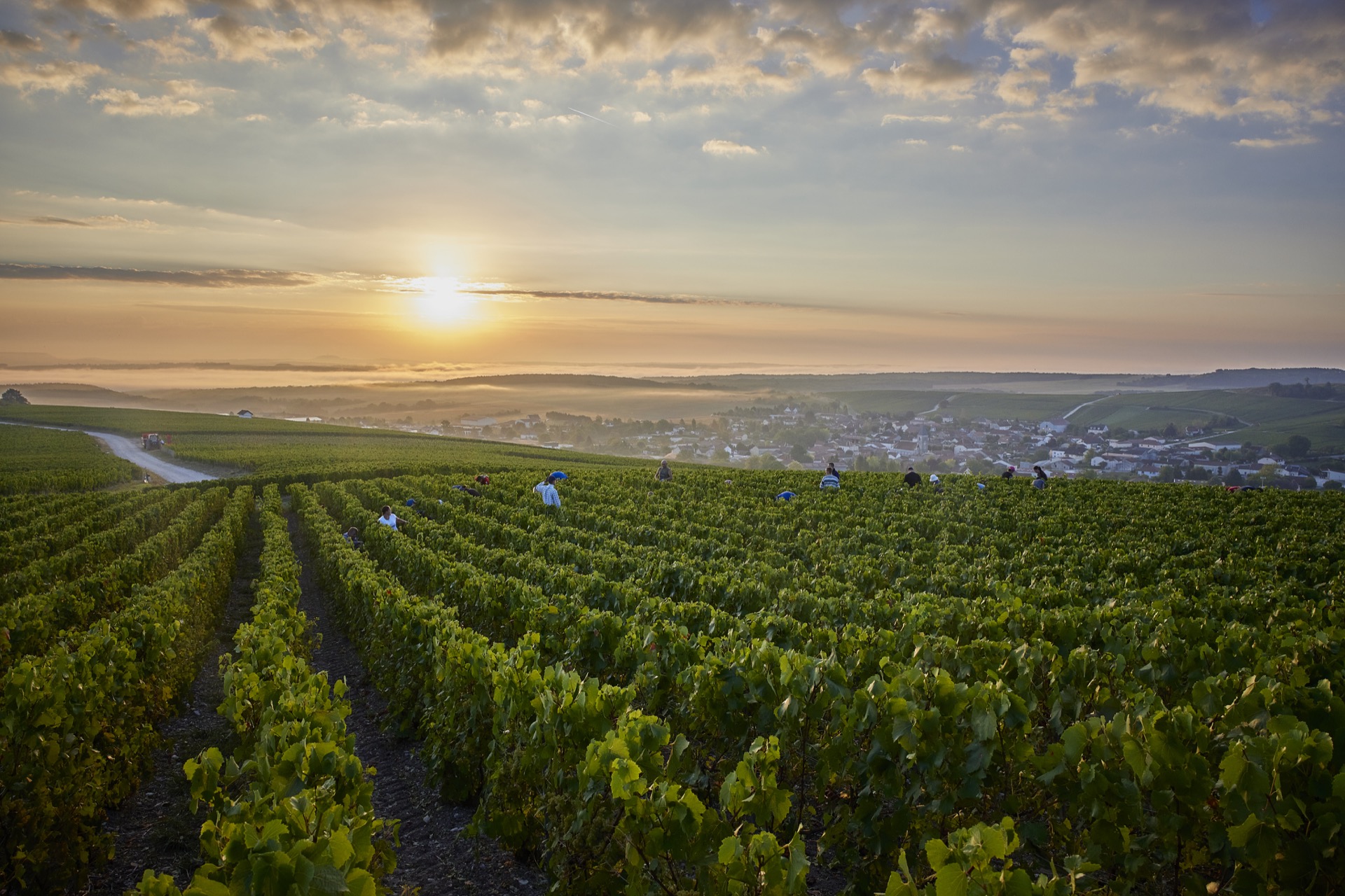 Rebzeilen in der Champagne