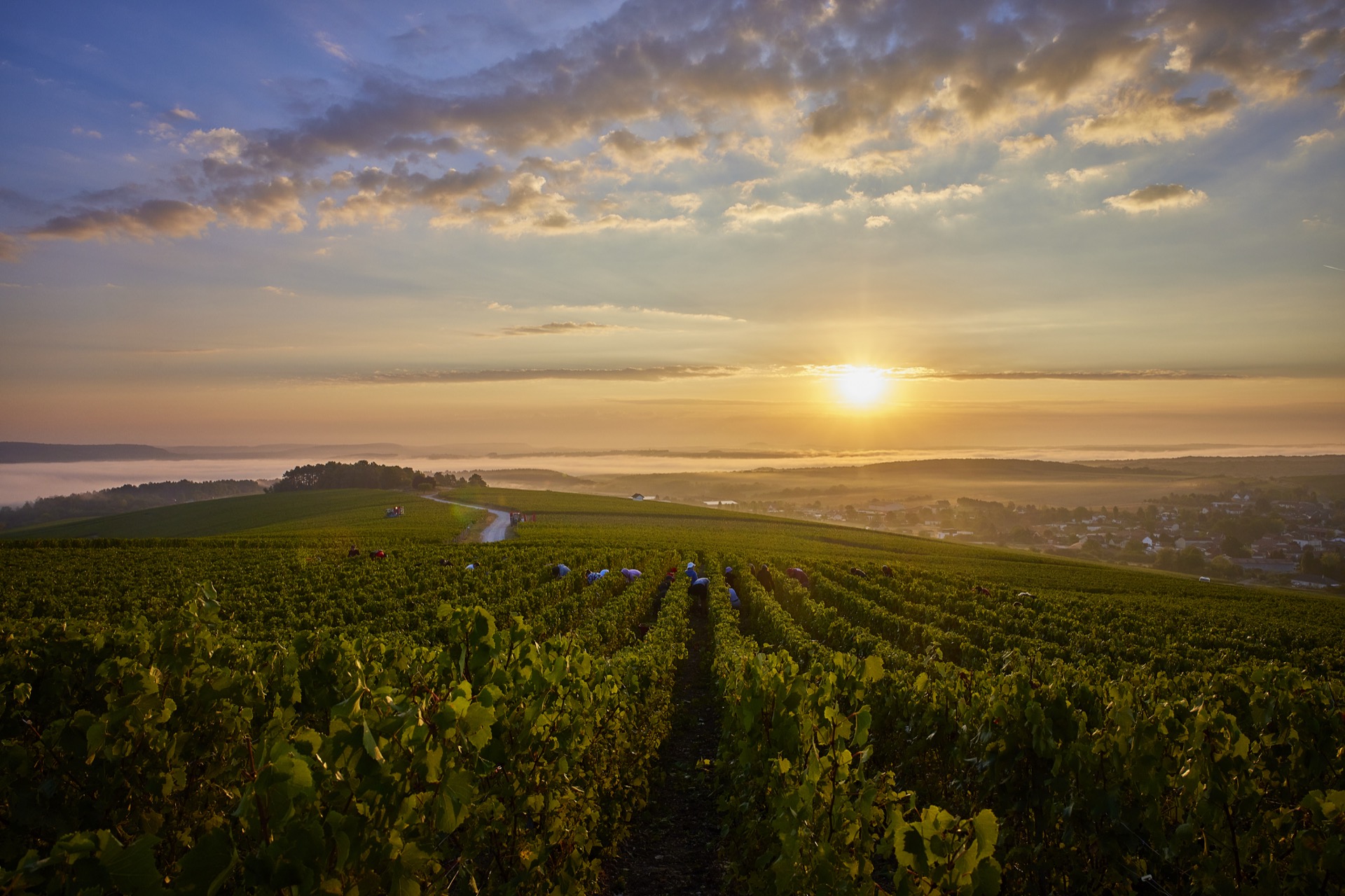 Champagne vineyards at sunset